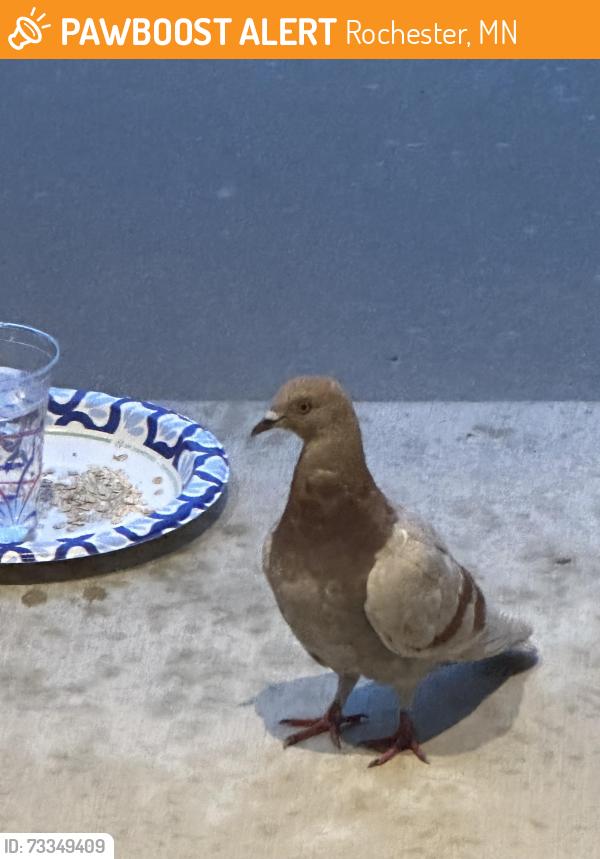 Found/Stray Unknown Bird last seen Scenic Place Dr Rochester MN, Rochester, MN 55902