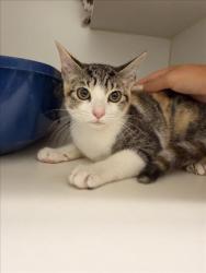 Shelter Stray Female Cat last seen , 16 Barnes Ct, Hayward, CA 94544, USA