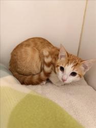 Shelter Stray Male Cat last seen , 16 Barnes Ct, Hayward, CA 94544, USA