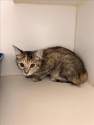 Shelter Stray Female Cat last seen , 16 Barnes Ct, Hayward, CA 94544, USA