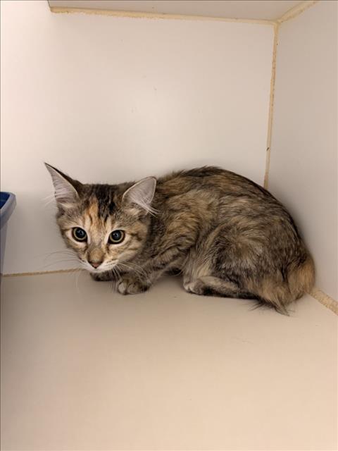 Shelter Stray Female Cat last seen , 16 Barnes Ct, Hayward, CA 94544, USA