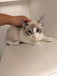 Shelter Stray Female Cat last seen , 16 Barnes Ct, Hayward, CA 94544, USA