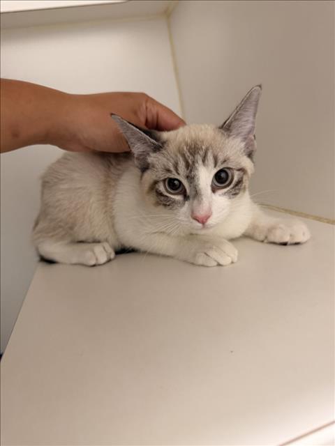 Shelter Stray Female Cat last seen , 16 Barnes Ct, Hayward, CA 94544, USA