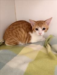 Shelter Stray Male Cat last seen , 16 Barnes Ct, Hayward, CA 94544, USA