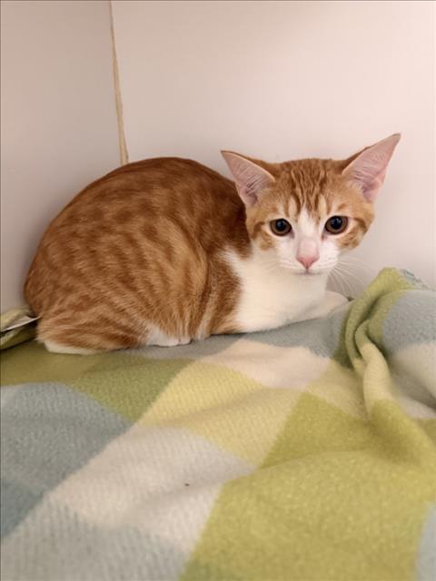 Shelter Stray Male Cat last seen , 16 Barnes Ct, Hayward, CA 94544, USA