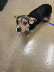Shelter Stray Female Dog last seen JACKSON/PARK AVE, 16 Barnes Ct, Hayward, CA 94544, USA