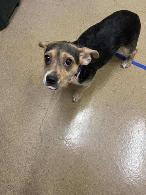 Shelter Stray Female Dog last seen JACKSON/PARK AVE, 16 Barnes Ct, Hayward, CA 94544, USA