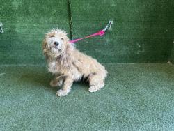 Shelter Stray Female Dog last seen , 5210 W Ave I, Lancaster, CA 93536, USA