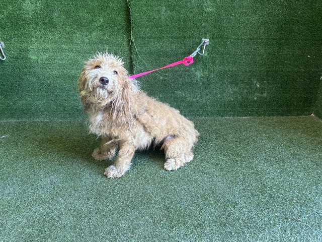 Shelter Stray Female Dog last seen , 5210 W Ave I, Lancaster, CA 93536, USA
