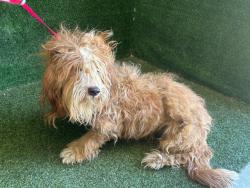 Shelter Stray Female Dog last seen , 5210 W Ave I, Lancaster, CA 93536, USA