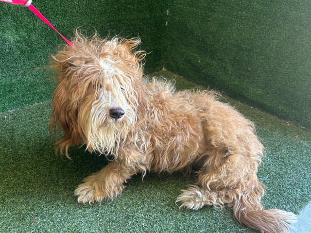 Shelter Stray Female Dog last seen , 5210 W Ave I, Lancaster, CA 93536, USA