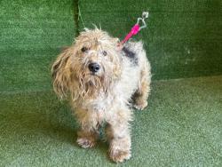 Shelter Stray Male Dog last seen , 5210 W Ave I, Lancaster, CA 93536, USA