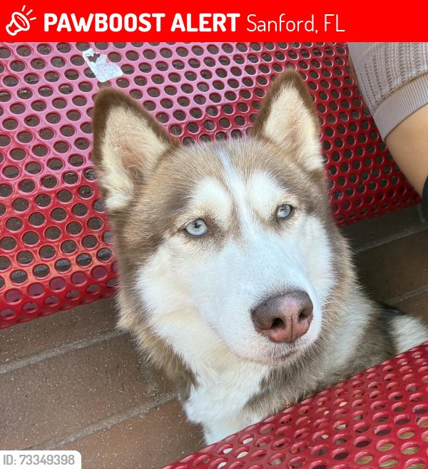 Lost Female Dog last seen The barn, Sanford, FL 32771