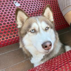 Lost Female Dog last seen The barn, Sanford, FL 32771