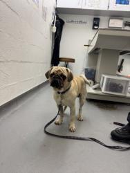 Shelter Stray Male Dog last seen Near block of 1st Ave W, Seattle, WA, 2061 15th Ave W, Seattle, WA 98119, USA