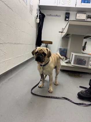 Shelter Stray Male Dog last seen Near block of 1st Ave W, Seattle, WA, 2061 15th Ave W, Seattle, WA 98119, USA