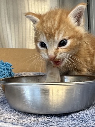 Shelter Stray Male Cat last seen Pleasant Grove Blvd, Roseville City, CA, 200 Tahoe Ave, Roseville, CA 95678, USA