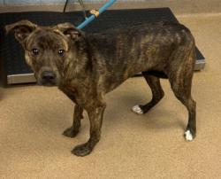 Shelter Stray Female Dog last seen Near OAK TERRACE, 30316, GA, 3280 Chamblee Dunwoody Rd, Chamblee, GA 30341, USA