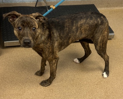Shelter Stray Female Dog last seen Near OAK TERRACE, 30316, GA, 3280 Chamblee Dunwoody Rd, Chamblee, GA 30341, USA