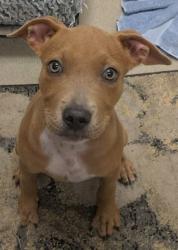 Shelter Stray Female Dog last seen Near Lyndon B Johnson Fwy, 75150, TX, 1650 Gross Rd, Mesquite, TX 75149, USA