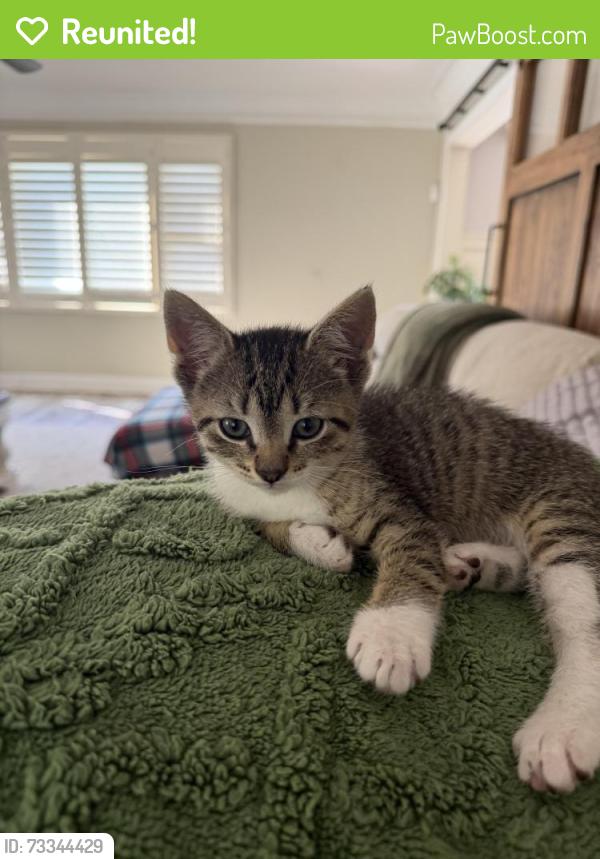 Reunited Male Cat last seen Edward ave and driftwood court, Monroe Township, NJ 08831