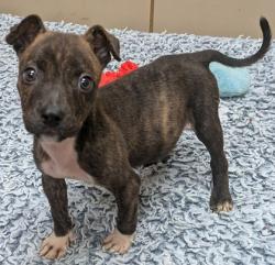 Shelter Stray Female Dog last seen Near Hillcrest, 75149, TX, 1650 Gross Rd, Mesquite, TX 75149, USA