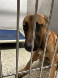 Shelter Stray Male Dog last seen Near Knox drive, Atlanta, GA, 1251 Fulton Industrial Blvd NW, Atlanta, GA 30336, USA