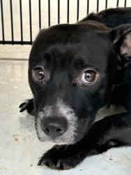 Shelter Stray Female Dog last seen Near center street nw, Atlanta, GA, 1251 Fulton Industrial Blvd NW, Atlanta, GA 30336, USA
