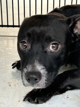 Shelter Stray Female Dog last seen Near center street nw, Atlanta, GA, 1251 Fulton Industrial Blvd NW, Atlanta, GA 30336, USA