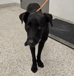 Shelter Stray Female Dog last seen Near Hwy 27 South, Stanley, NC, 1491 Business Park Ct, Gastonia, NC 28052, USA