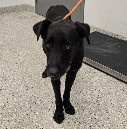 Shelter Stray Female Dog last seen Near Hwy 27 South, Stanley, NC, 1491 Business Park Ct, Gastonia, NC 28052, USA