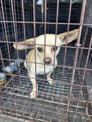 Shelter Stray Male Dog last seen Armstrong Ave & De Woody St, Laton Zone Fresno CO 3 93242, CA, 1510 W Dan Ronquillo Dr, Fresno, CA 93706, USA