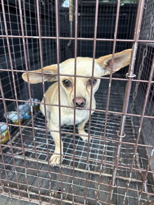 Shelter Stray Male Dog last seen Armstrong Ave & De Woody St, Laton Zone Fresno CO 3 93242, CA, 1510 W Dan Ronquillo Dr, Fresno, CA 93706, USA