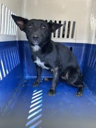 Shelter Stray Female Dog last seen Armstrong Ave & De Woody St, Laton Zone Fresno CO 3 93242, CA, 1510 W Dan Ronquillo Dr, Fresno, CA 93706, USA