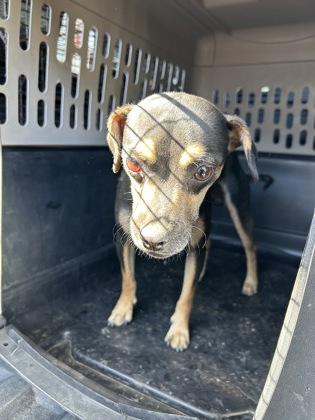 Shelter Stray Male Dog last seen Armstrong Ave & De Woody St, Laton Zone Fresno CO 3 93242, CA, 1510 W Dan Ronquillo Dr, Fresno, CA 93706, USA