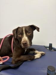 Shelter Stray Male Dog last seen HSSM, Gulfport, MS, 2615 25th Ave, Gulfport, MS 39501, USA