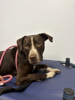 Shelter Stray Male Dog last seen HSSM, Gulfport, MS, 2615 25th Ave, Gulfport, MS 39501, USA