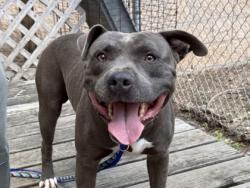 Shelter Stray Male Dog last seen Near Blk Wiley St, City of Hutto, TX, 1855 SE Inner Loop, Georgetown, TX 78626, USA