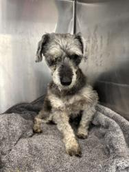 Shelter Stray Male Dog last seen Near Block Greenbriar Cove, City of Round Rock, TX, 1855 SE Inner Loop, Georgetown, TX 78626, USA