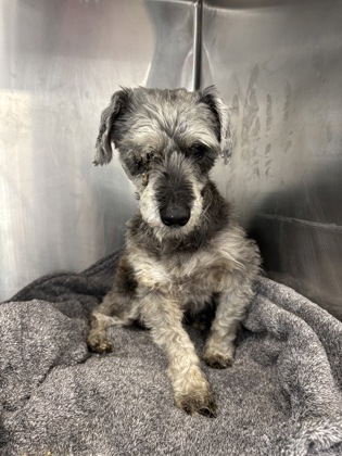 Shelter Stray Male Dog last seen Near Block Greenbriar Cove, City of Round Rock, TX, 1855 SE Inner Loop, Georgetown, TX 78626, USA