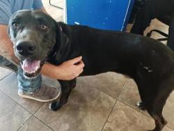 Shelter Stray Male Dog last seen Near blk FM 1105, Williamson County, TX, 1855 SE Inner Loop, Georgetown, TX 78626, USA