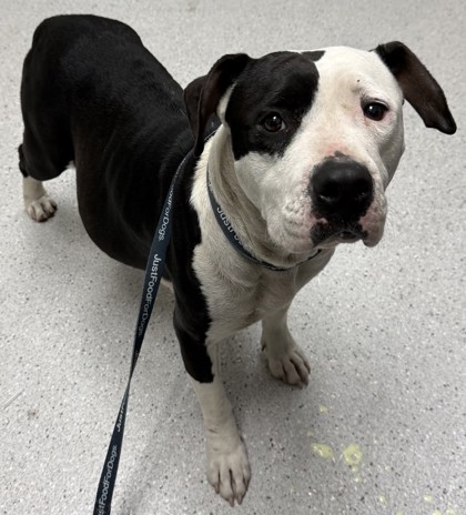 Shelter Stray Female Dog last seen Mountain and Golf Links, Oakland, CA, 1101 29th Ave, Oakland, CA 94601, USA