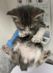 Shelter Stray Male Cat last seen Lockwood Street, Oakland, CA, 1101 29th Ave, Oakland, CA 94601, USA