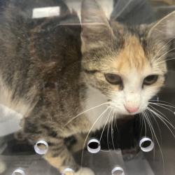 Shelter Stray Female Cat last seen Near Antioch Drive, Merriam,, 5424 Antioch Dr, Merriam, KS 66202, USA