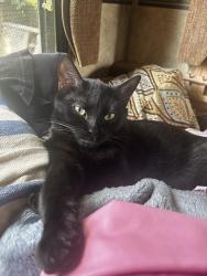 Reunited Male Cat last seen Middlesettlements Rd and Old Glory Rd, Maryville, TN 37801
