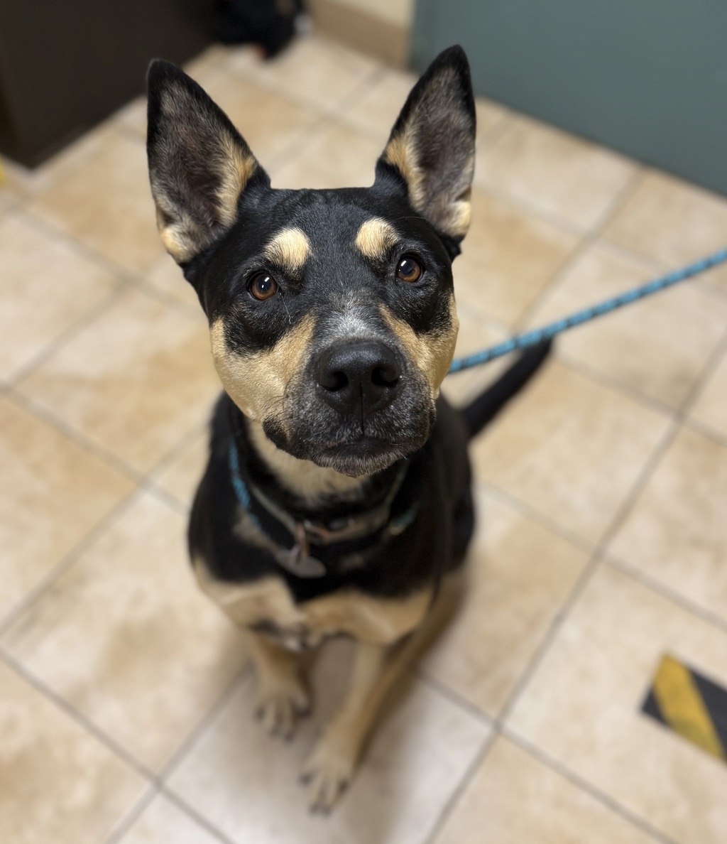 Shelter Stray Female Dog last seen OWNER SURRENDER, OR, 1700 W Historic Columbia River Hwy, Troutdale, OR 97060, USA