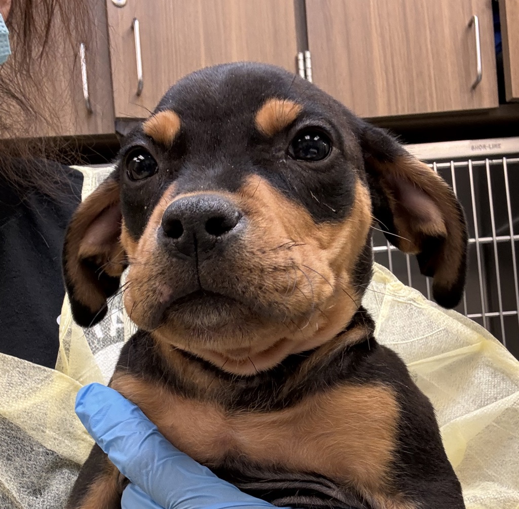 Shelter Stray Male Dog last seen Burnside, PORTLAND, OR, 97233, 1700 W Historic Columbia River Hwy, Troutdale, OR 97060, USA