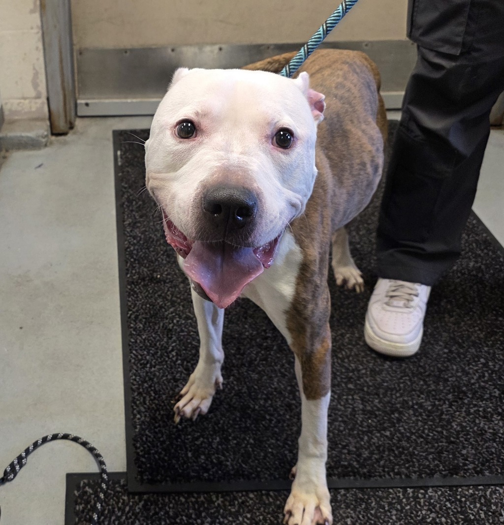 Shelter Stray Male Dog last seen Halsey / 53rd, PORTLAND, OR, 97213, 1700 W Historic Columbia River Hwy, Troutdale, OR 97060, USA