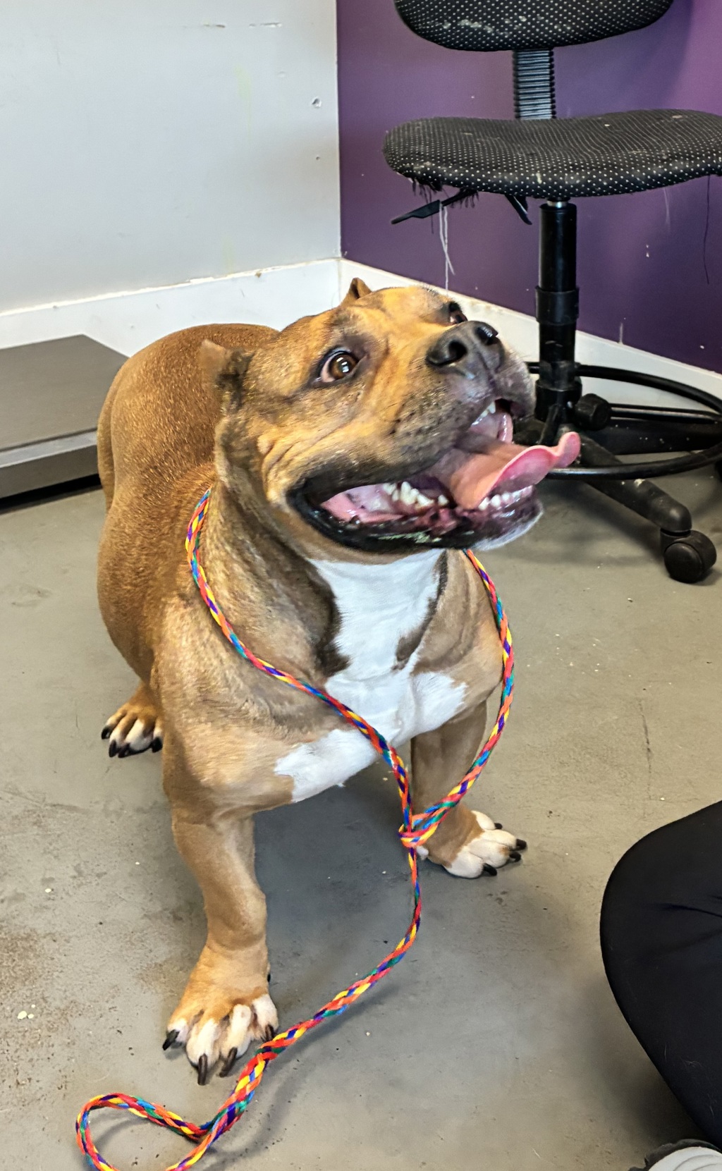 Shelter Stray Female Dog last seen Near S Balvenie Street, MURRAY CITY, UT, 84107, 511 W 3900 S, Salt Lake City, UT 84123, USA