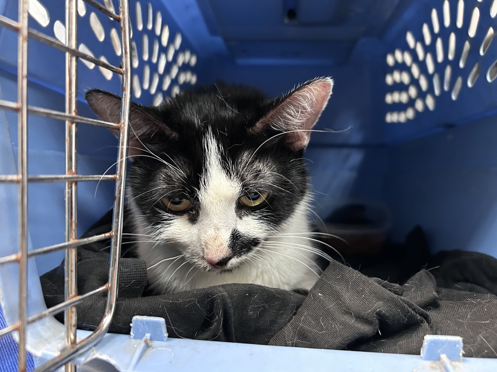 Shelter Stray Unknown Cat last seen Update later, NEW YORK, NY, 10029, 326 E 110th St, New York, NY 10029, USA